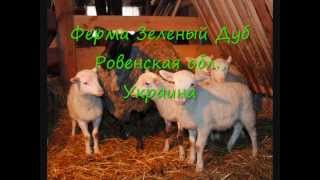 Romanov sheep lambs  ram lacaune  5 hybrid [upl. by Zetrom263]