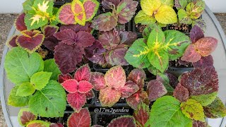 How To Grow Coleus From Seeds [upl. by Nallid]