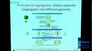 Bio Sci 93 DNA to Organisms Lec21 Simple Mendelian [upl. by Tavish]