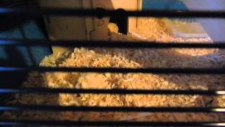 funny pets hamster videos making tunnels [upl. by Isolda]