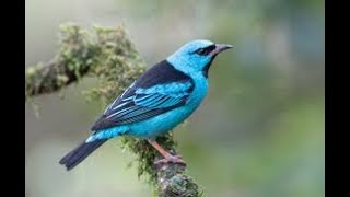 Sai Azul Dacnis cayana [upl. by Fording33]