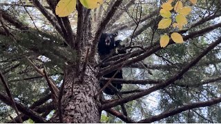 Running Bear Hounds in Northern Maine [upl. by Yxel]