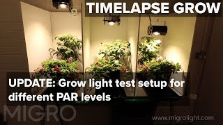 UPDATE  grow light test of different PAR levels  TIME LAPSE GROW [upl. by Pellegrini220]