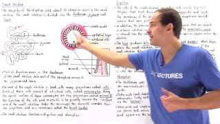 Introduction to the Small Intestine [upl. by Fina]