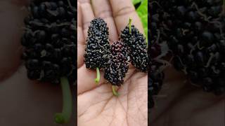 💥Kaasu Kudutha Kooda Kadaila Ippadi Oru Pazham Kidaikkaathu🤯🤯 shorts fruit harvest nature [upl. by Acebber873]