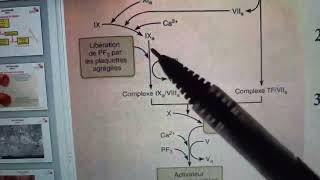 Physio Sanguine COURS 4B HEMOSTASE Suite 03 [upl. by Kaufmann]