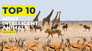 Top 10 Most Intelligent Animals on Earth [upl. by Malvie]