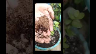 💯🔥quotGrow🤯😱 Your😲 Own Lucky at Home Easy Steps for Beginners organicgardening shortsfeed [upl. by Leiuqese]