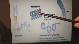 Differences between Histone and nonhistone chromosomes chromatin material Nucleosomes DNA [upl. by Drannek]