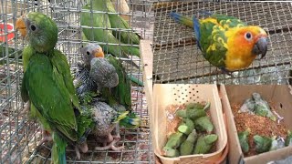 पटना के गायघाट का चिड़िया मार्केट ।। Birds market of Patna [upl. by Gloriana]