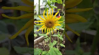 When to Harvest Sunflower seeds [upl. by Luci]