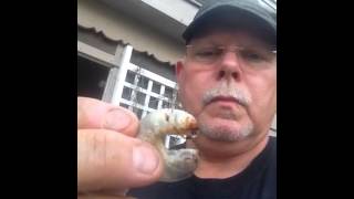 Crazy Guy Eats Giant Grub After Watching Bear Grylls [upl. by Schwenk]