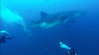 SCUBA Diving with Whale Sharks in the Galapagos Islands Ecuador  Darwin Arch Darwin Island [upl. by Werby]