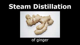 Steam distillation of ginger [upl. by Amelia]