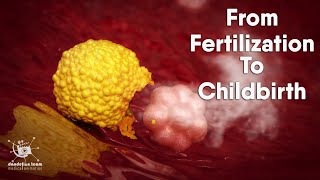 from fertilization to childbirth  3d medical animation  by Dandelion Team [upl. by Vitus]