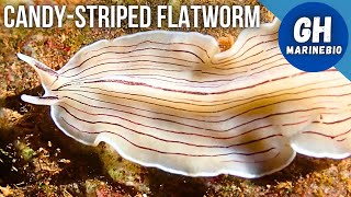 Species Spotlight  Candystriped flatworm Prostheceraeus vittatus [upl. by Sucirdor]