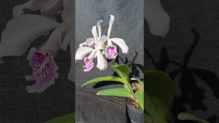 Cattleya máxima venosa var semi alba [upl. by Baldridge]