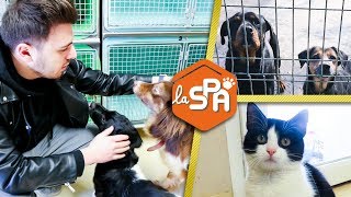 VISITE DUN REFUGE POUR ANIMAUX DE LA SPA [upl. by Atiuqan]