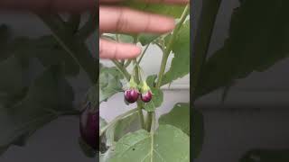 Brinjal plants from my garden [upl. by Ainalem]