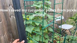 How I saved my cucumber plants from pickle worms amp How I prevented the moth from laying more eggs [upl. by Aicenav]