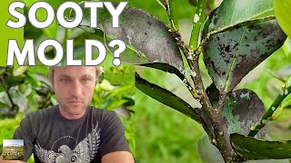 SOOTY MOLD FUNGUS tips for CITRUS tree disease and treatment [upl. by Laius]