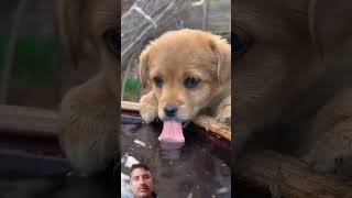 dog cutegolden goldenpup puppy cute goldenretriever [upl. by Iadam962]