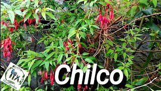 Chilco  Fuchsia magellanica Guia Basica🌱 [upl. by Jae807]