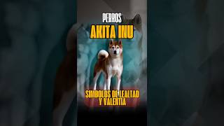 Descubre al Akita Inu ¡ Simbolo de Lealtad y Valentia¡ [upl. by Watson]