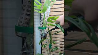 Monstera Esqueleto Propagation plants indoorplants plantlover planthacks monstera plantcare [upl. by Haze]