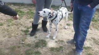 LÉGÈRE AGRESSIVITÉ  DALMATIEN  CRAINTIF  SYM DOG  RÉGION CENTRE [upl. by Dessma]