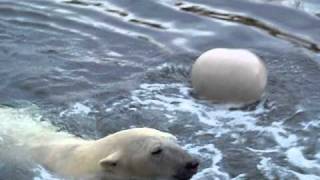 the polar bears playing with their enrichment toys [upl. by Eriuqs498]