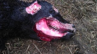 Cattle Mutilation Explained [upl. by Eadrahc622]