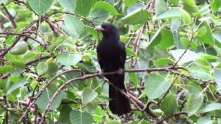 Koel cuckoo singing high quality audio [upl. by Dickman]