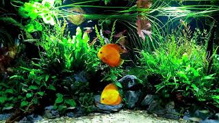 💚 1 HOUR BEAUTIFUL FRESHWATER AQUARIUM • DISCUS FISH TANK • SCHOOLING FISH 💚 [upl. by Eimmaj42]