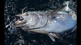 Bluefin tuna fishing trip with Sportfishing Charters [upl. by Eirrab]