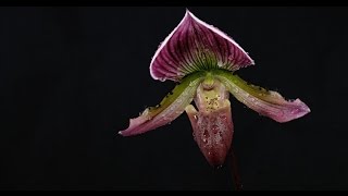 Paphiopedilum callosum  Frauenschuh  Slipper Orchid [upl. by Cavan]