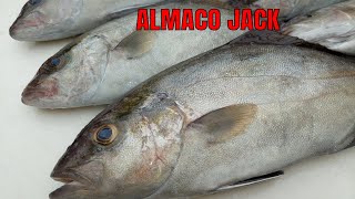 This Fish is OVER LOOKED all the Time Almaco Jack Catch Clean and Cook [upl. by Aruat143]