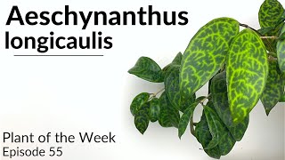 How To Care For Aeschynanthus longicaulis Black Pagoda Lipstick Plant  Plant Of The Week Ep 55 [upl. by Maltz]