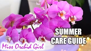 Phalaenopsis Orchids Summer Care  Detailed care guide for Orchid beginners [upl. by Kired]