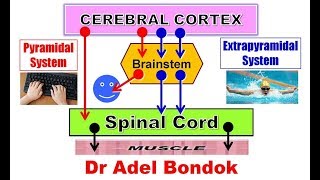 Pyramidal and Extrapyramidal Motor System and Desending Tracts Dr Adel Bondok [upl. by Hazelton]