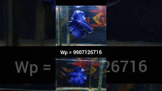 IMPORTED BETTA FOR SALE shorts bettafish breeding [upl. by Peugia]