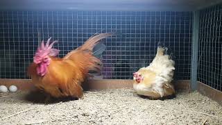 Bantam chickens Breed Family [upl. by Nelyaw]