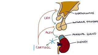 Understanding the Short Synacthen Test [upl. by Ecidnacal]