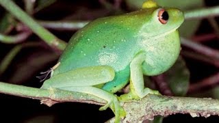 Coaxar da Rãflautinha Aplastodiscus albosignatus  calling frog [upl. by Ibrek]