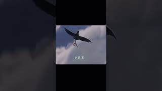 Toothless and hiccup flying edit [upl. by Isyak]