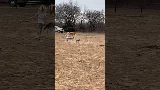 Girl amp puppy amp baby goat playing on the farm [upl. by Gunthar263]