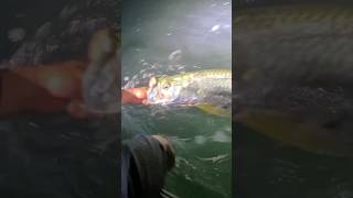 Miami Florida Tarpon Fishing perfect lil nug [upl. by Aehsan662]