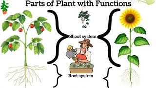 Basic Anatomy amp Physiology of Plants [upl. by Elle]