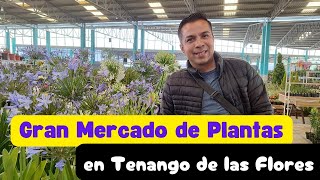 Gran Mercado de Plantas en Tenango de Las Flores Puebla [upl. by Vanderhoek85]