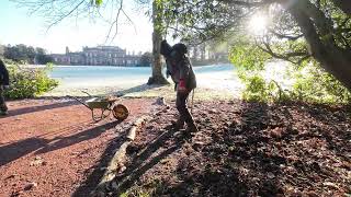 Planting snowdrops at Wentworth Woodhouse January 2023 [upl. by Etka]